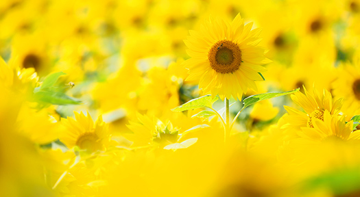 可能性開花アドバンスコース